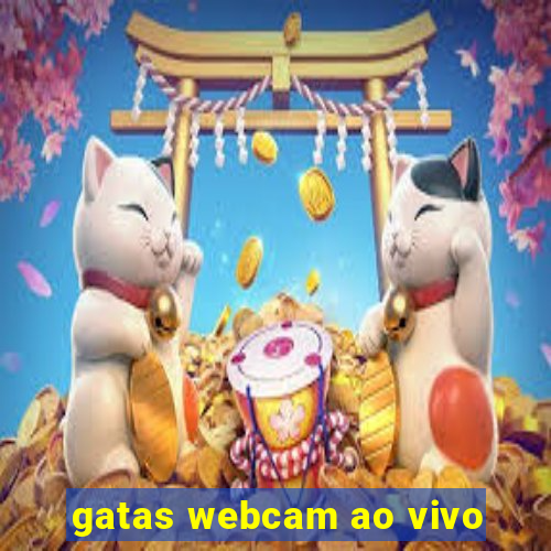 gatas webcam ao vivo